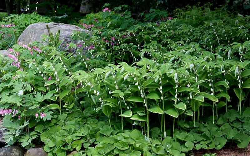  Fragrant Variegated Solomons Seal (Polygonatum Odoratum) - 5 Pack Of Quart Pots