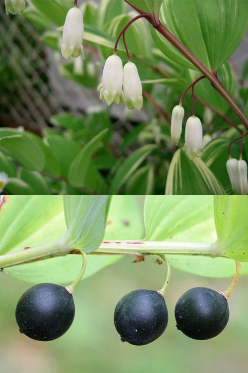  Fragrant Variegated Solomons Seal (Polygonatum Odoratum) - 5 Pack Of Quart Pots
