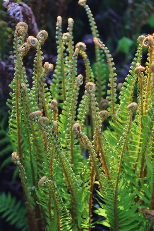  Western Sword Fern (Polystichum Munitum) - 1 Gallon Pot 