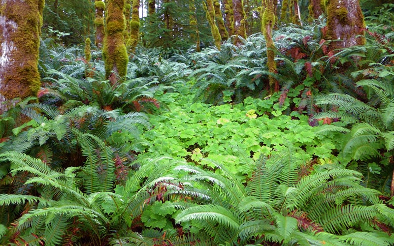  Western Sword Fern (Polystichum Munitum) - 1 Gallon Pot 
