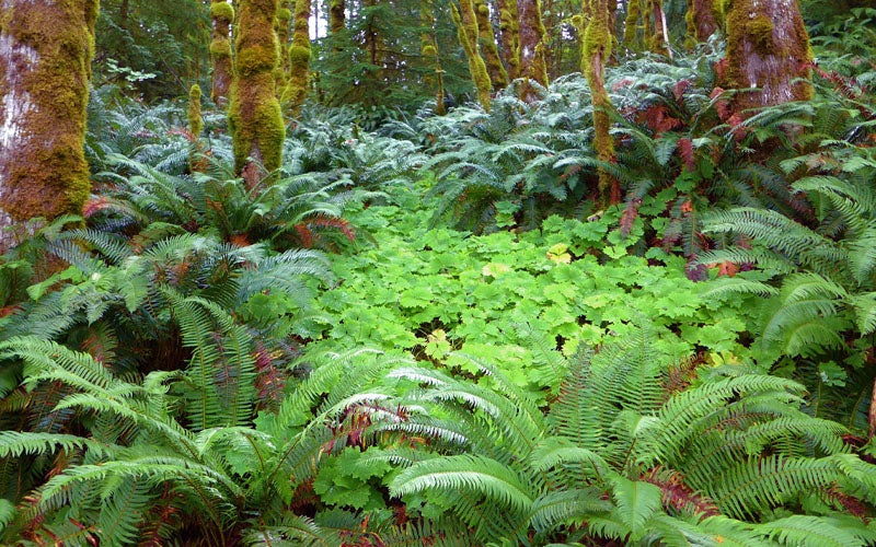  Western Sword Fern (Polystichum Munitum) - 6 Pack Of 1 Gallon Pots