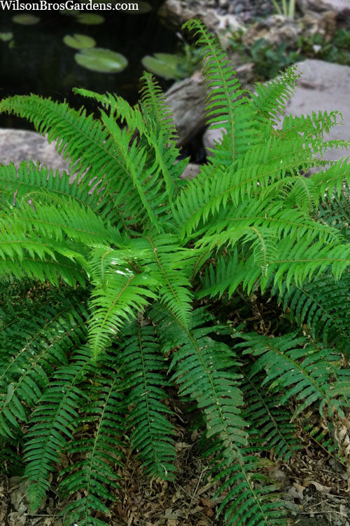  Western Sword Fern (Polystichum Munitum) - 6 Pack Of 1 Gallon Pots