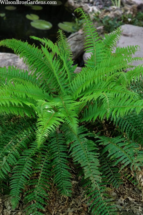  Western Sword Fern (Polystichum Munitum) - 1 Gallon Pot 