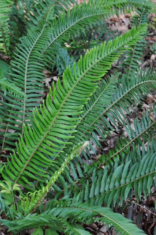  Western Sword Fern (Polystichum Munitum) - 1 Gallon Pot 