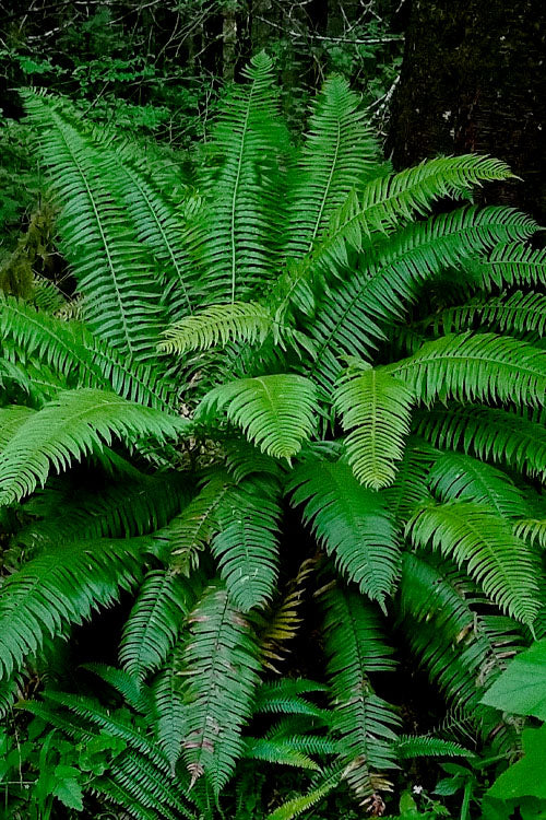  Western Sword Fern (Polystichum Munitum) - 6 Pack Of 1 Gallon Pots