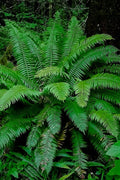  Western Sword Fern (Polystichum Munitum) - 1 Gallon Pot 