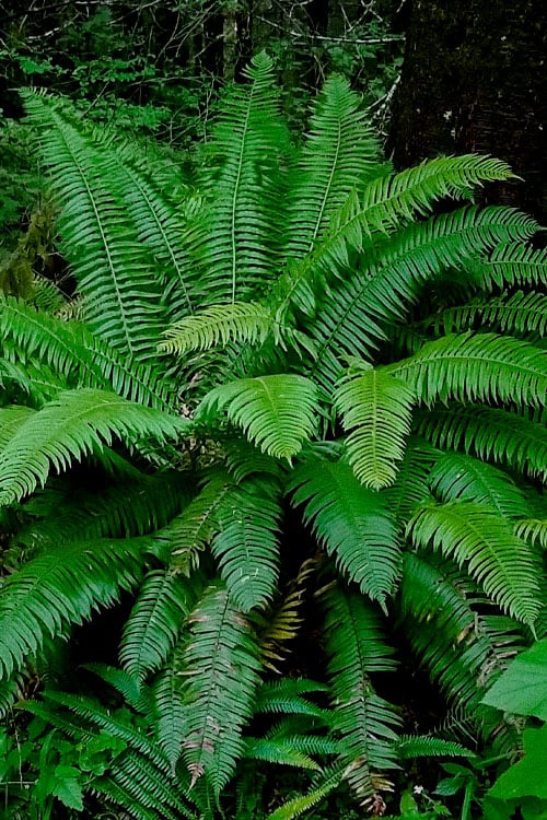  Western Sword Fern (Polystichum Munitum) - 1 Gallon Pot 