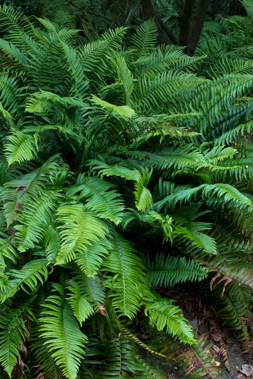  Western Sword Fern (Polystichum Munitum) - 1 Gallon Pot