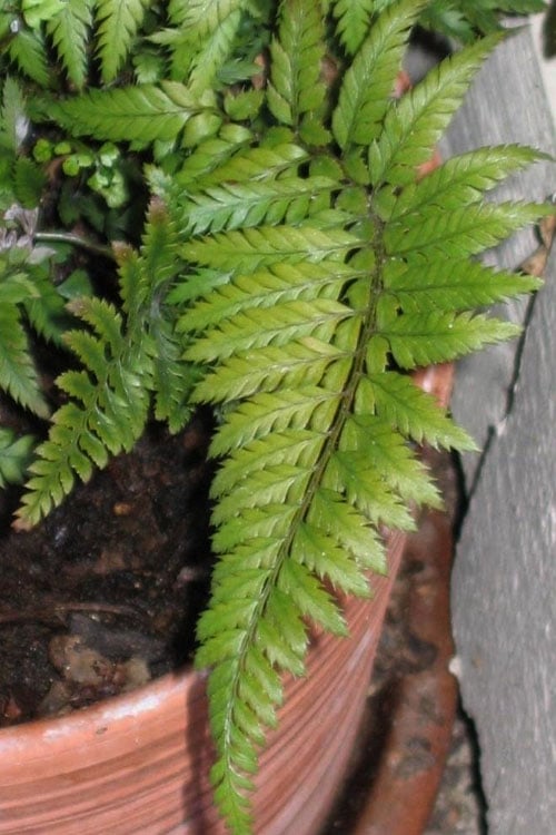  Korean Rock Fern - 6 Pack Of 1 Gallon Pots