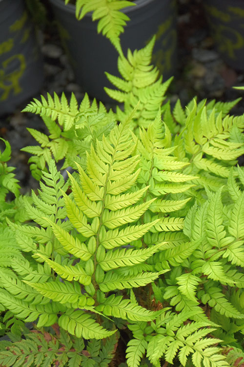  Korean Rock Fern - 6 Pack Of 1 Gallon Pots