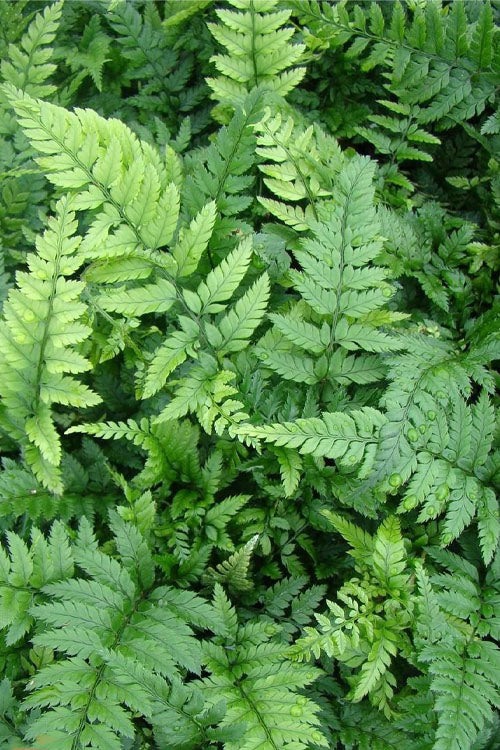  Korean Rock Fern - 1 Gallon Pot