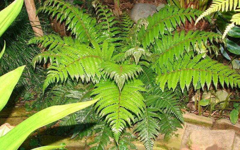 Korean Rock Fern - 6 Pack Of 1 Gallon Pots