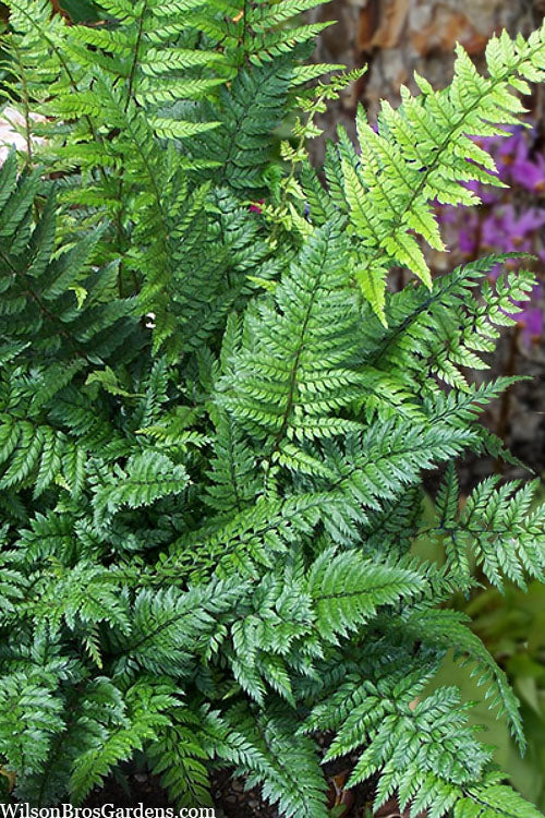  Korean Rock Fern - 1 Gallon Pot
