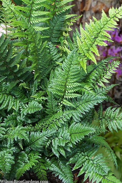  Korean Rock Fern - 6 Pack Of 1 Gallon Pots