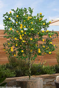  Flying Dragon Hardy Orange (Single Trunk Tree Form) - 7 Gallon Pot (6-7')