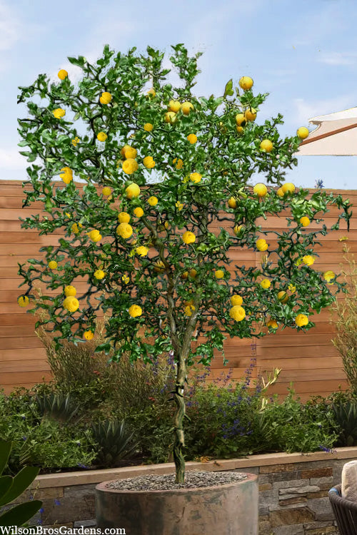  Flying Dragon Hardy Orange Tree (Single Trunk) - 7 Gallon Pot (5-6')