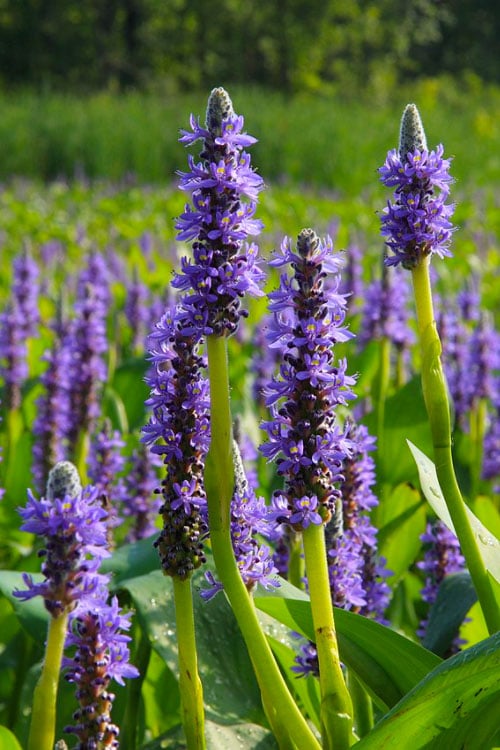  Heartleaf Purple Pickerel Weed (Pontaderia Cordata) - 8 Pack Of 1 Gallon Pot