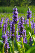  Heartleaf Purple Pickerel Weed (Pontaderia Cordata) - 6 Pack Of 1 Gallon Pot
