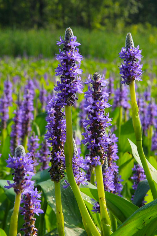  Heartleaf Purple Pickerel Weed (Pontaderia Cordata) - 1 Gallon Pot