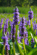  Heartleaf Purple Pickerel Weed (Pontaderia Cordata) - 1 Gallon Pot