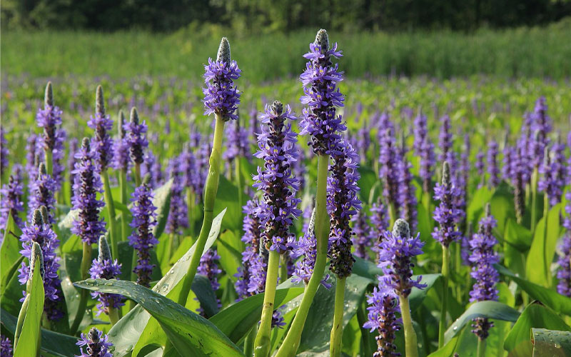  Heartleaf Purple Pickerel Weed (Pontaderia Cordata) - 8 Pack Of 1 Gallon Pot
