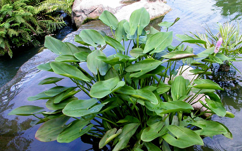  Heartleaf Purple Pickerel Weed (Pontaderia Cordata) - 1 Gallon Pot