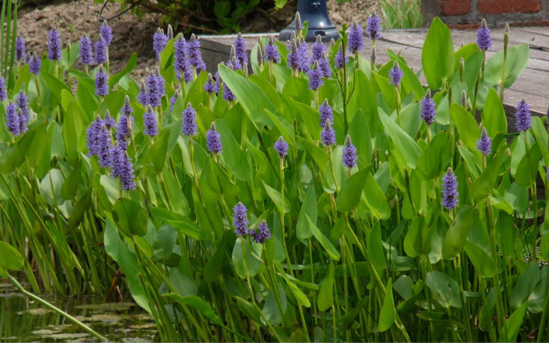  Heartleaf Purple Pickerel Weed (Pontaderia Cordata) - 1 Gallon Pot