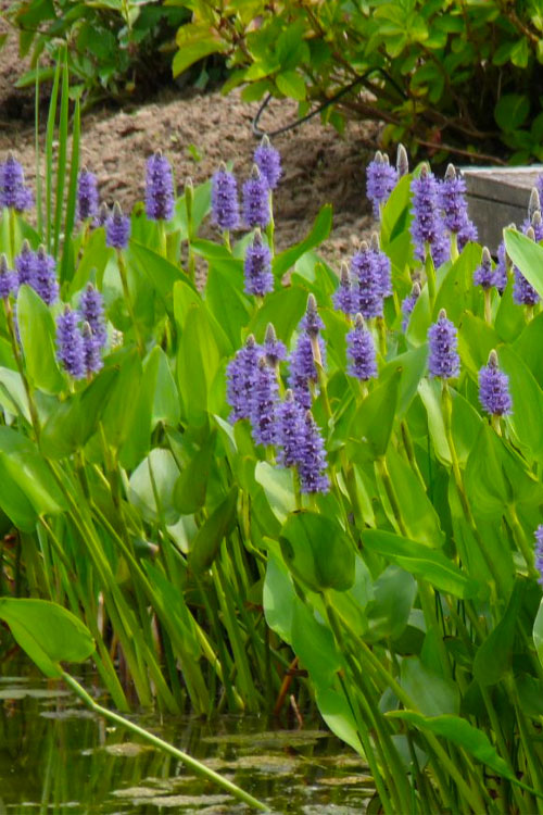  Heartleaf Purple Pickerel Weed (Pontaderia Cordata) - 6 Pack Of 1 Gallon Pot