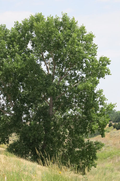  Eastern Cottonwood Tree (Populus Deltoides) - 1 Gallon Pot