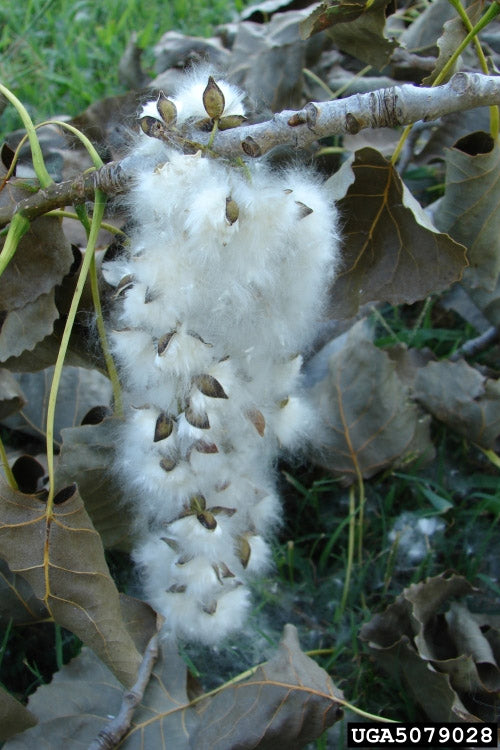  Eastern Cottonwood Tree (Populus Deltoides) - 1 Gallon Pot