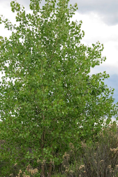  Eastern Cottonwood Tree (Populus Deltoides) - 1 Gallon Pot