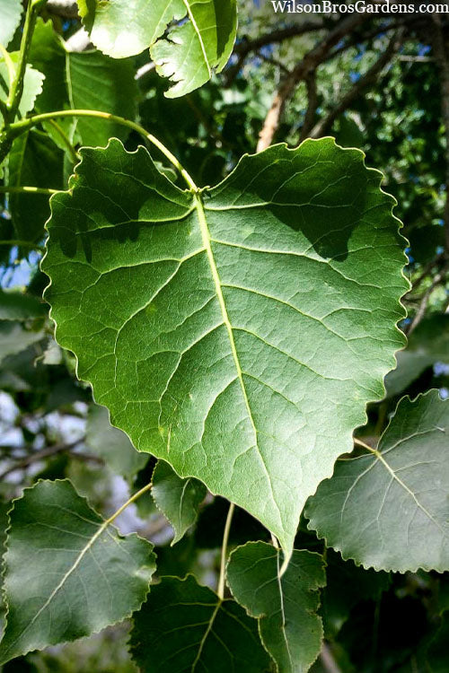  Eastern Cottonwood Tree (Populus Deltoides) - 1 Gallon Pot