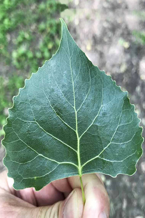  Eastern Cottonwood Tree (Populus Deltoides) - 1 Gallon Pot