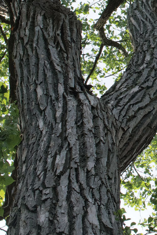  Eastern Cottonwood Tree (Populus Deltoides) - 1 Gallon Pot