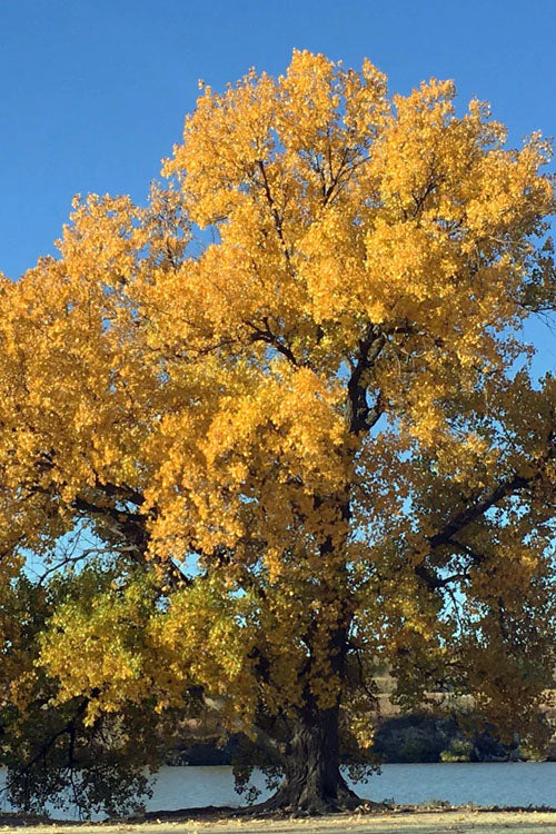  Eastern Cottonwood Tree (Populus Deltoides) - 1 Gallon Pot