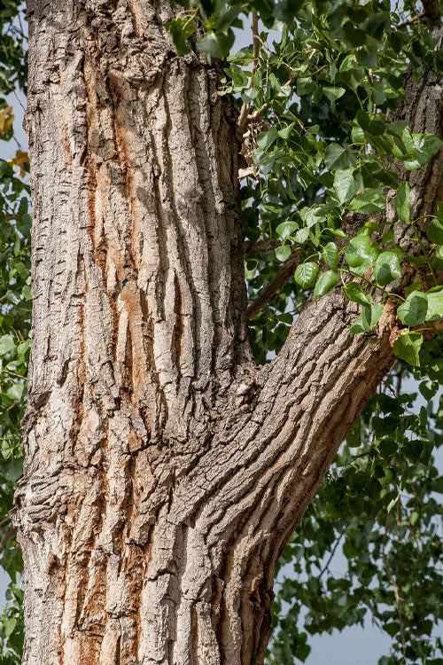  Eastern Cottonwood Tree (Populus Deltoides) - 1 Gallon Pot