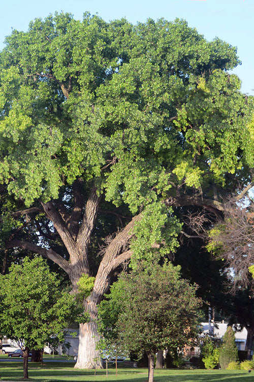  Eastern Cottonwood Tree (Populus Deltoides) - 1 Gallon Pot