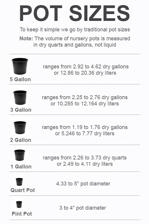  August Beauty Gardenia - 2.5 Quart Pot