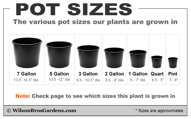  True Gold Golden Fish Pole Bamboo (Phyllostachys Aurea 'Holochrysa') - 3 Gallon Pot