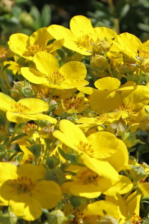  Dakota Sunspot Shrubby Cinquefoil (Potentilla Fruticosa) - 2 Gallon Pot