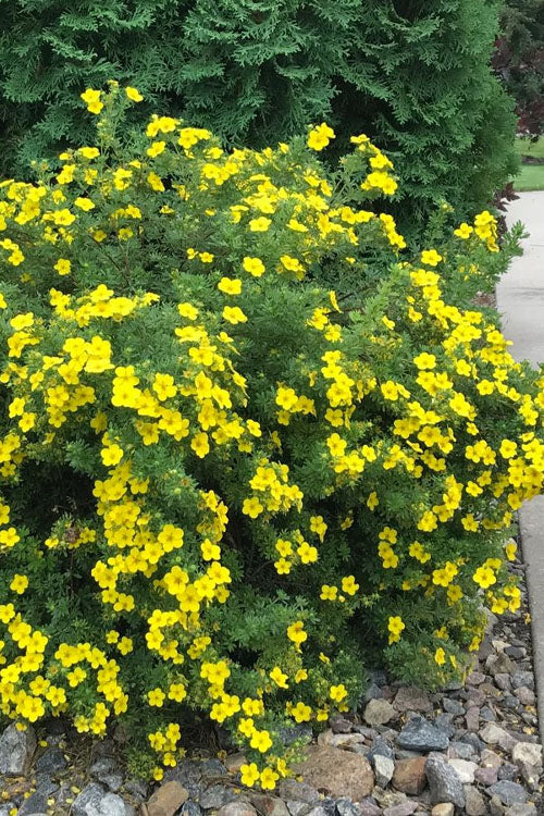  Dakota Sunspot Shrubby Cinquefoil (Potentilla Fruticosa) - 2 Gallon Pot
