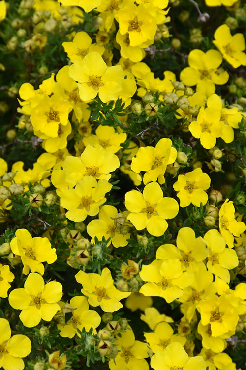  Dakota Sunspot Shrubby Cinquefoil (Potentilla Fruticosa) - 2 Gallon Pot
