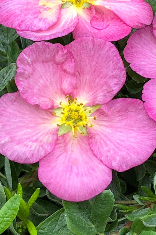  Happy Face Hearts Shrubby Cinquefoil (Potentilla Fruticosa) - 3 Gallon Pot