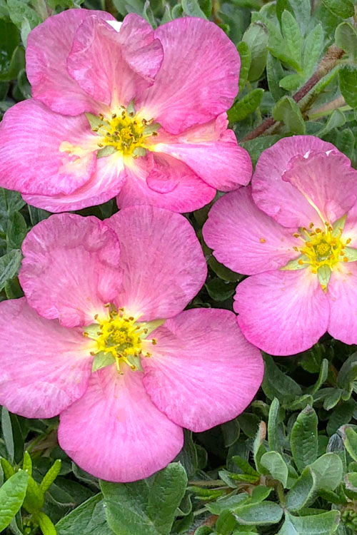  Happy Face Hearts Shrubby Cinquefoil (Potentilla Fruticosa) - 3 Gallon Pot