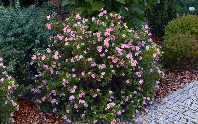  Happy Face Hearts Shrubby Cinquefoil (Potentilla Fruticosa) - 3 Gallon Pot