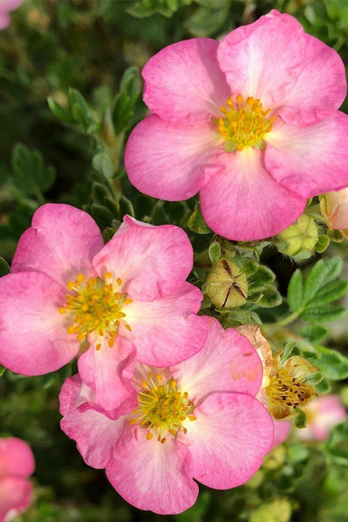  Happy Face Hearts Shrubby Cinquefoil (Potentilla Fruticosa) - 3 Gallon Pot