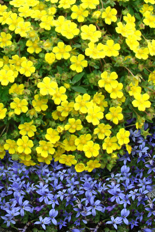  Creeping Alpine Cinquefoil (Potentilla Neumanniana 'Nana' ) - 5 Pack Of Pint Pots