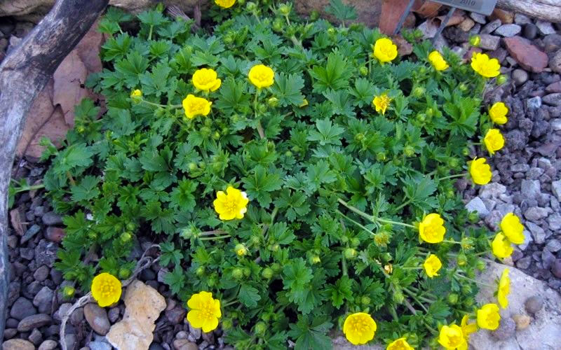  Creeping Alpine Cinquefoil (Potentilla Neumanniana 'Nana' ) - 5 Pack Of Pint Pots