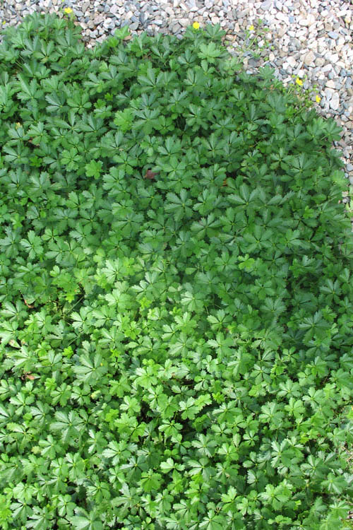  Creeping Alpine Cinquefoil (Potentilla Neumanniana 'Nana' ) - 5 Pack Of Pint Pots