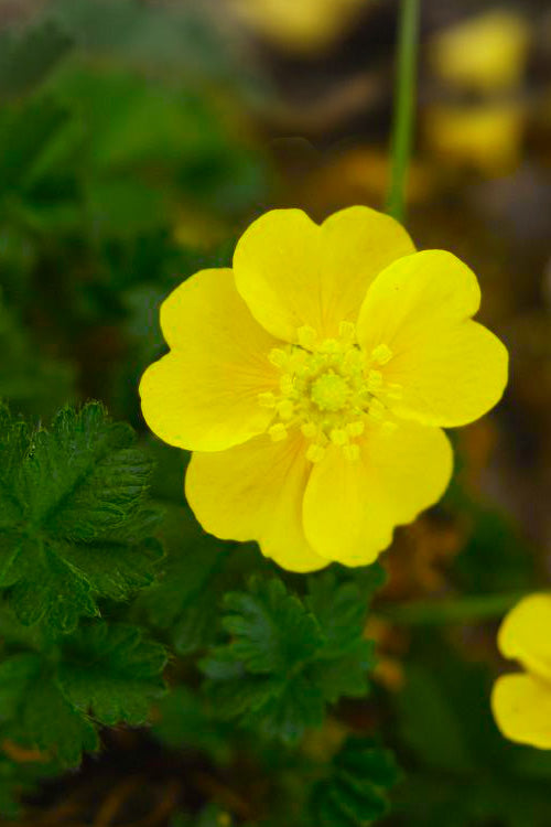  Creeping Alpine Cinquefoil (Potentilla Neumanniana 'Nana' ) - 5 Pack Of Pint Pots